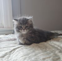 Munchkin Cats for sale in Manitowoc, WI 54220, USA. price: NA