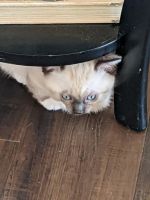 Munchkin Cats for sale in Chandler, AZ, USA. price: NA