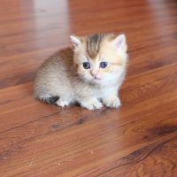 Munchkin Cats for sale in North Port, FL, USA. price: NA