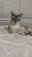 Munchkin Cats for sale in Jacksonville, FL, USA. price: $1,500