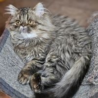 Munchkin Cats for sale in Scotchtown, NY 10940, USA. price: $700
