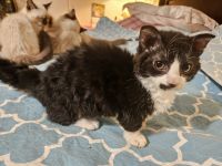 Munchkin Cats for sale in Whiteford, MD, USA. price: $700