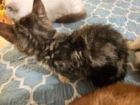 Munchkin Cats for sale in Whiteford, MD, USA. price: $650
