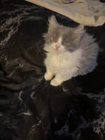 Munchkin Cats for sale in Hope, Scituate, RI 02831, USA. price: NA