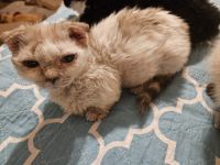 Munchkin Cats for sale in Whiteford, MD, USA. price: $600