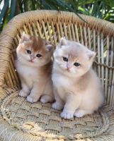 Munchkin Cats for sale in Charleston, West Virginia. price: $500