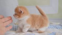 Munchkin Cats for sale in Los Angeles, California. price: $500