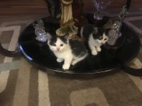 Munchkin Cats for sale in Port Orange, FL, USA. price: NA