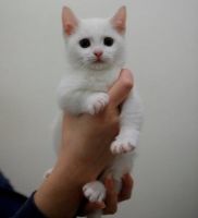 Munchkin Cats for sale in Chicago, IL 60612, USA. price: NA