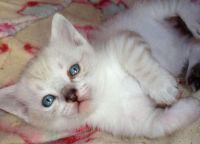 Munchkin Cats for sale in Bronxdale Ave, Bronx, NY 10462, USA. price: NA