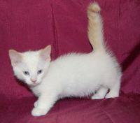 Munchkin Cats for sale in Jacksonville, FL, USA. price: NA