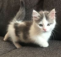 Munchkin Cats for sale in Ohio Dr SW, Washington, DC, USA. price: NA