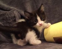 Munchkin Cats for sale in West Palm Beach, FL 33411, USA. price: NA