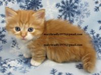 Munchkin Cats for sale in South Bend, IN, USA. price: NA
