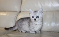 Munchkin Cats for sale in Minneapolis, MN 55415, USA. price: NA