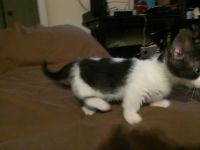 Munchkin Cats for sale in Indianapolis, IN, USA. price: NA