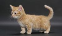 Munchkin Cats for sale in New York, NY, USA. price: NA