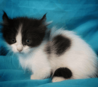 Munchkin Cats for sale in San Diego, CA 92104, USA. price: NA