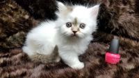 Munchkin Cats for sale in New York, NY 10033, USA. price: NA