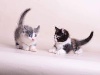 Munchkin Cats for sale in Las Vegas, NV 89118, USA. price: NA
