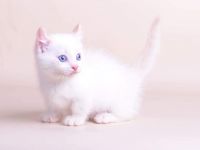 Munchkin Cats for sale in St. Louis, MO 63139, USA. price: NA