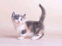 Munchkin Cats for sale in Houston, TX 77026, USA. price: NA