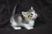 Munchkin Cats for sale in Lexington, KY 40513, USA. price: NA