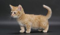 Munchkin Cats for sale in Atlanta, GA, USA. price: NA