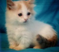 Munchkin Cats for sale in Tulsa, OK 74134, USA. price: NA