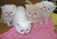 Munchkin Cats for sale in 83730 562 Ave, Stanton, NE 68779, USA. price: NA