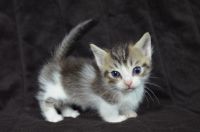 Munchkin Cats for sale in 48234 332nd St, Jefferson, SD 57038, USA. price: NA