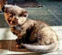 Munchkin Cats for sale in Thomasville, NC 27360, USA. price: NA