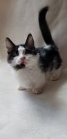 Munchkin Cats for sale in 111 Conner Rd, Anacoco, LA 71403, USA. price: NA