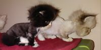 Munchkin Cats for sale in Secane, Upper Darby, PA 19018, USA. price: NA