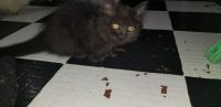Munchkin Cats for sale in Fort Atkinson, WI, USA. price: NA