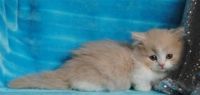 Munchkin Cats for sale in Hartford, CT, USA. price: NA