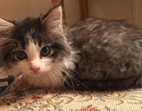Munchkin Cats for sale in Minneapolis, MN 55442, USA. price: NA