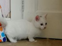 Munchkin Cats for sale in Des Moines, IA 50306, USA. price: NA