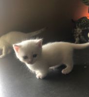 Munchkin Cats for sale in El Paso, TX 88534, USA. price: NA