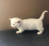 Munchkin Cats for sale in Kansas City, MO, USA. price: NA