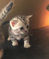 Munchkin Cats for sale in Milwaukee, WI, USA. price: NA