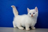 Munchkin Cats for sale in Sioux Falls, SD, USA. price: NA