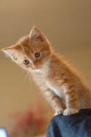 Munchkin Cats for sale in Portland, ME, USA. price: NA