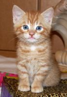 Munchkin Cats for sale in Providence, RI, USA. price: NA