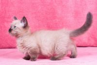 Munchkin Cats for sale in West Hartford, CT, USA. price: NA