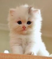 Munchkin Cats for sale in Cleveland, OH, USA. price: NA