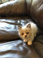 Munchkin Cats for sale in Indianapolis, IN, USA. price: NA