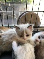 Munchkin Cats for sale in Des Moines, WA, USA. price: NA