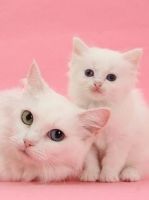 Munchkin Cats for sale in Louisville, KY, USA. price: NA