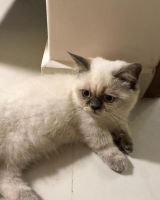 Munchkin Cats for sale in Minneapolis, MN, USA. price: NA